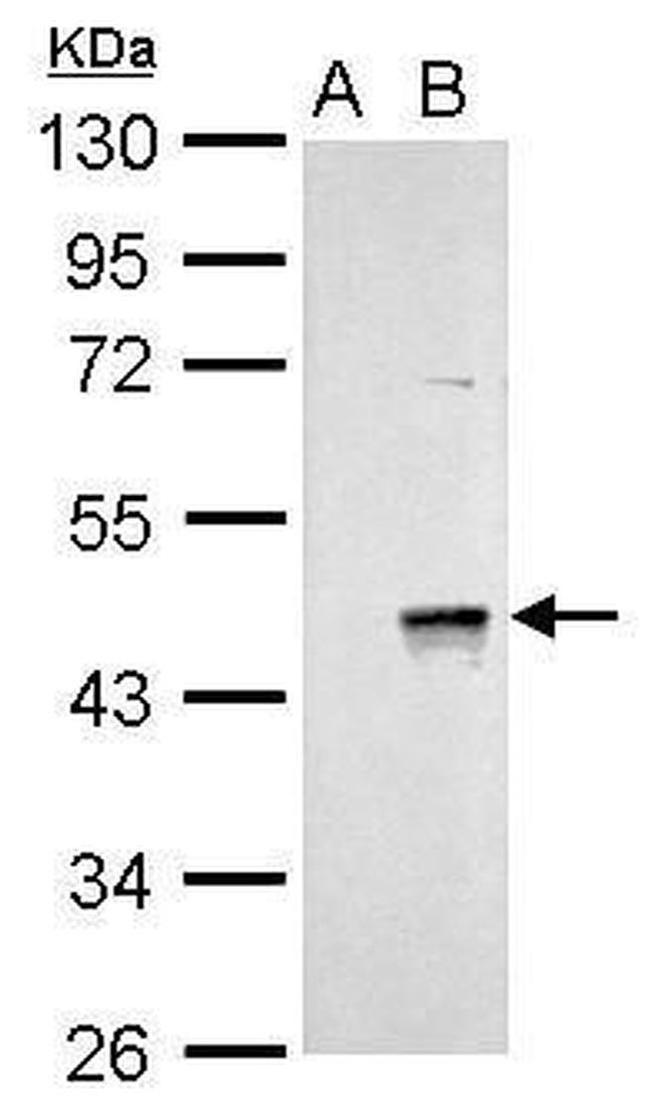 WNT9A Antibody in Western Blot (WB)