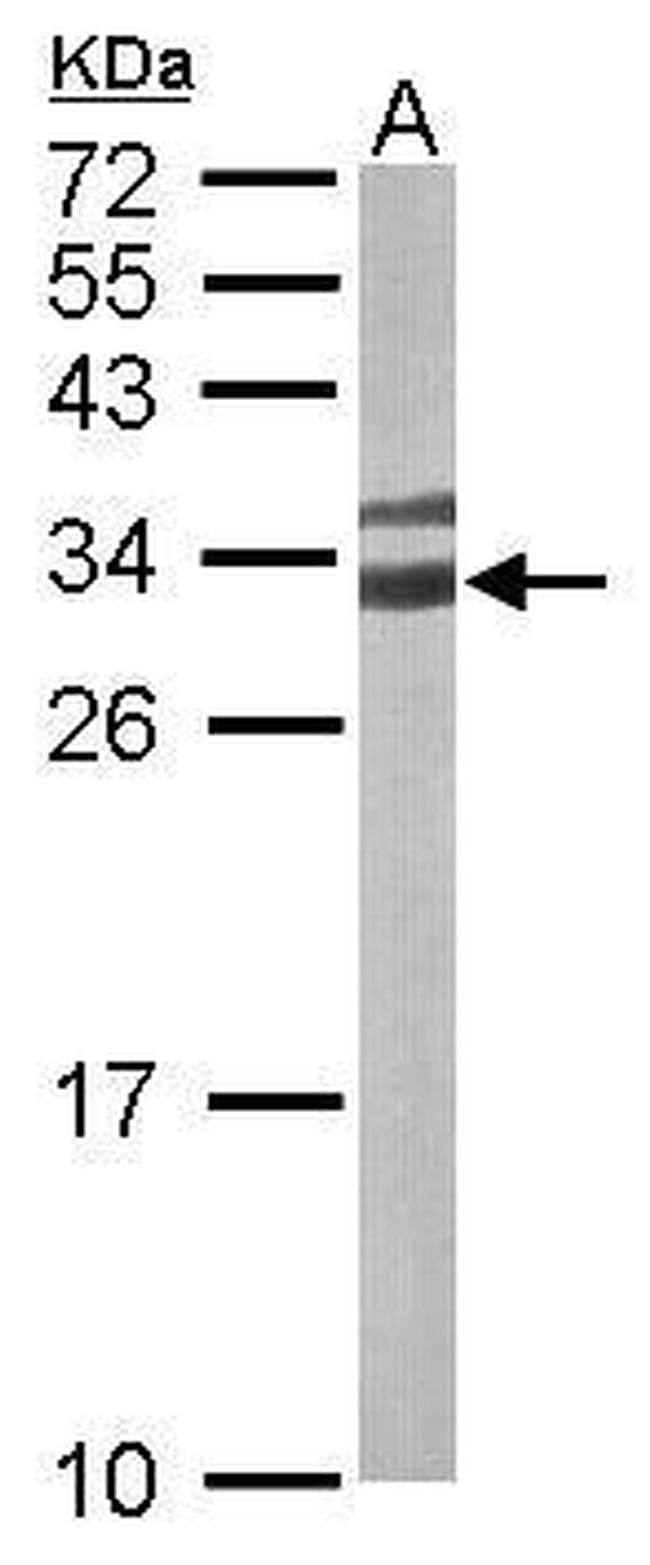 14-3-3 gamma Antibody in Western Blot (WB)