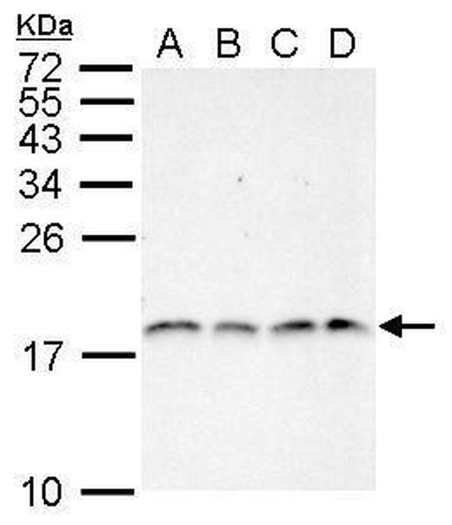 H3R2me2a Antibody in Western Blot (WB)