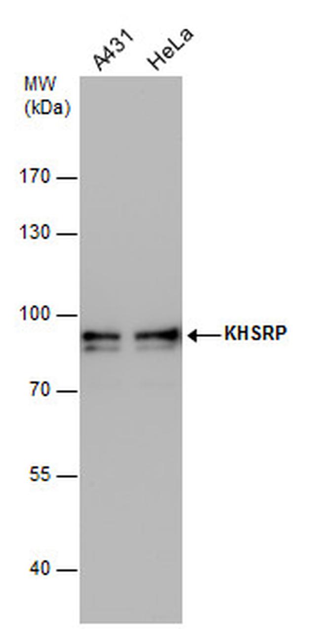 KHSRP Antibody in Western Blot (WB)