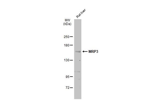 MRP3 Antibody in Western Blot (WB)