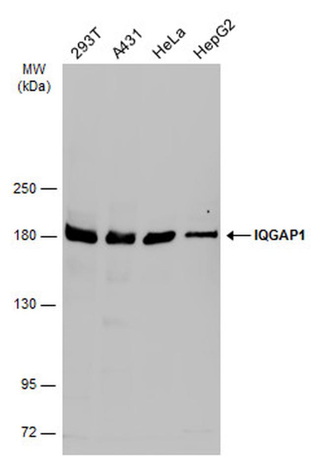 IQGAP1 Antibody in Western Blot (WB)