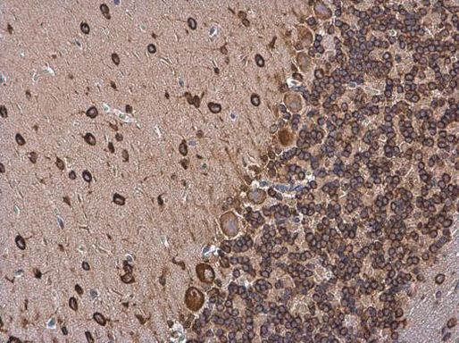 p35 Antibody in Immunohistochemistry (Paraffin) (IHC (P))