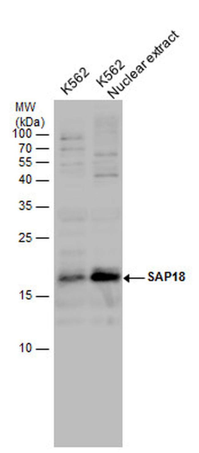 SAP18 Antibody in Western Blot (WB)