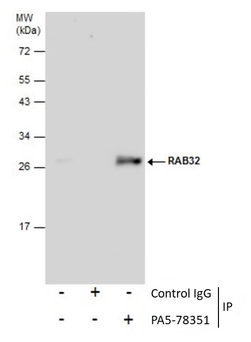 RAB32 Antibody in Immunoprecipitation (IP)