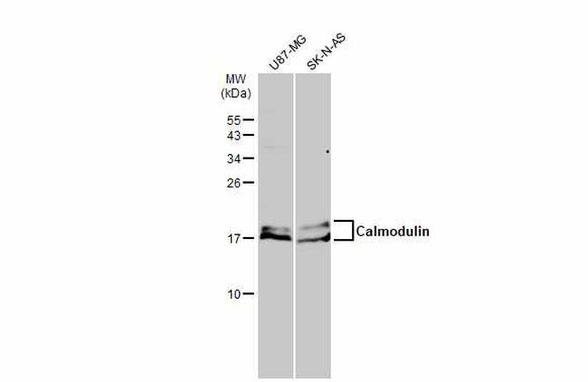 Calmodulin Antibody in Western Blot (WB)