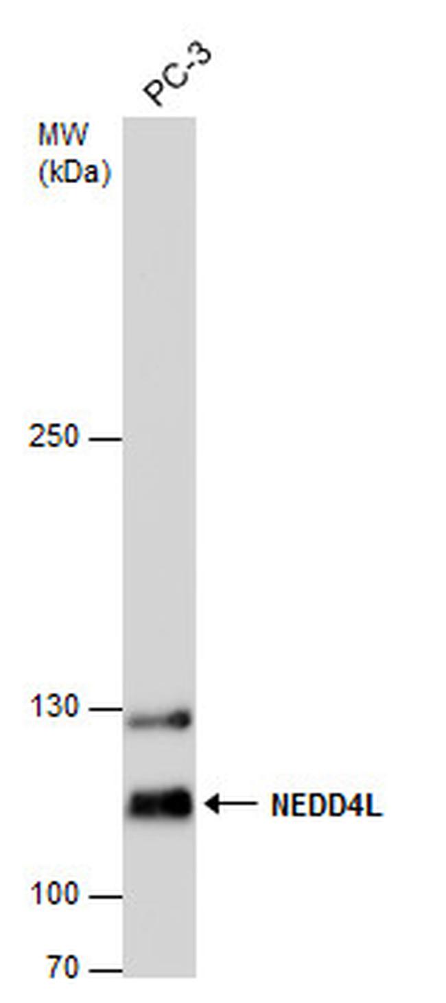 NEDD4L Antibody in Western Blot (WB)