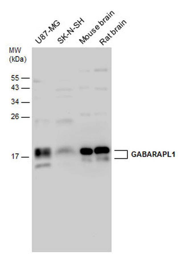 GABARAPL1 Antibody in Western Blot (WB)