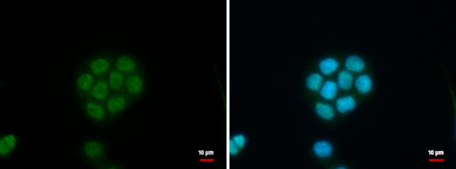 C11orf54 Antibody in Immunocytochemistry (ICC/IF)