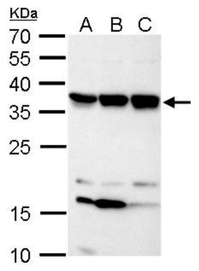 C11orf54 Antibody in Western Blot (WB)