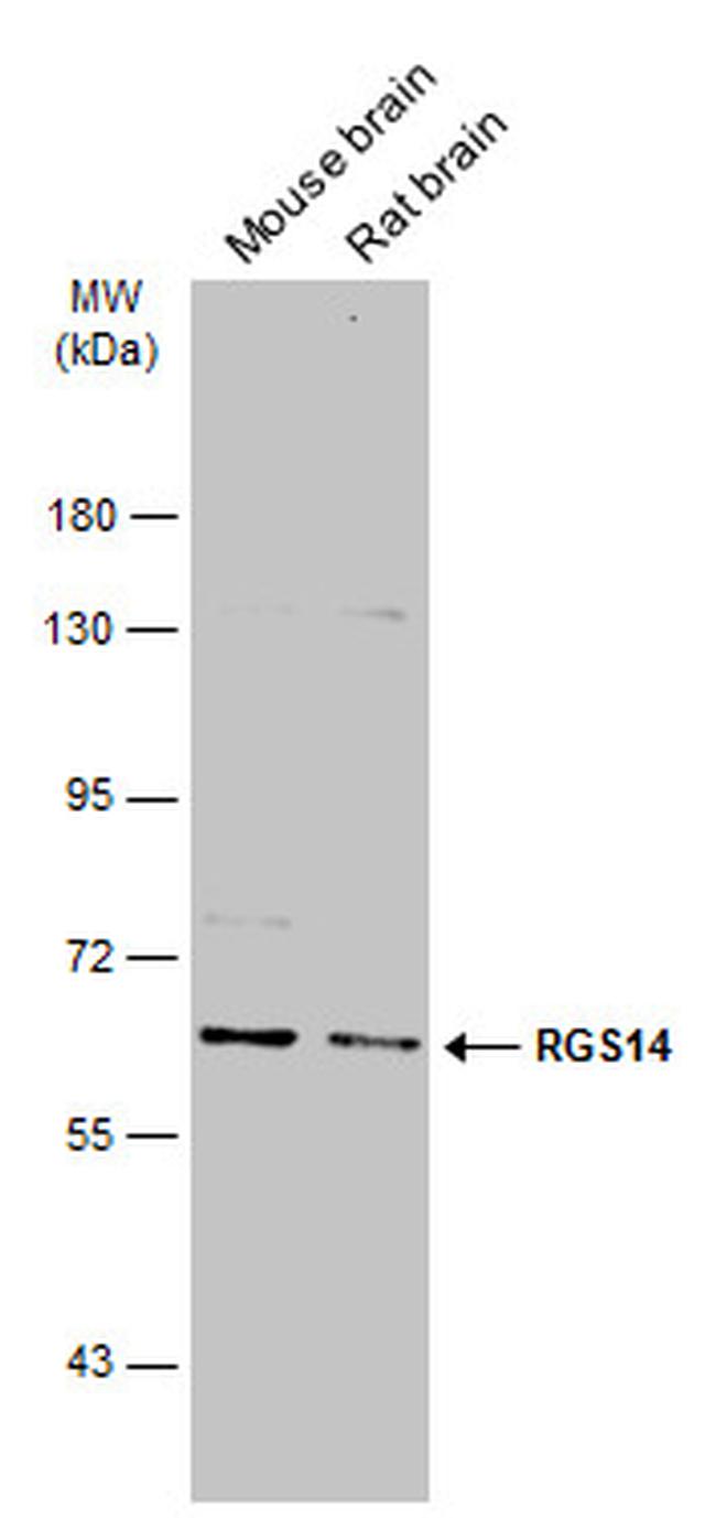 RGS14 Antibody in Western Blot (WB)