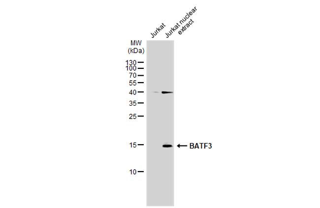 BATF3 Antibody in Western Blot (WB)
