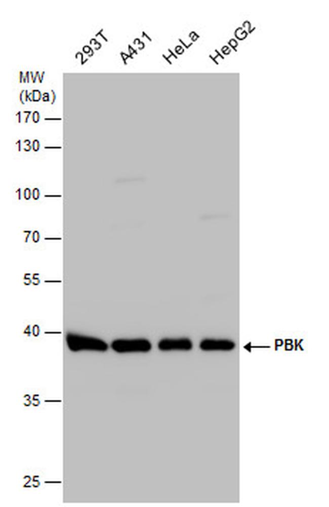 PBK Antibody in Western Blot (WB)