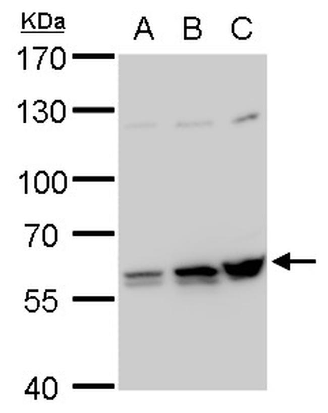 PTBP2 Antibody in Western Blot (WB)