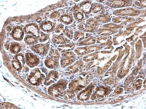 EEFSEC Antibody in Immunohistochemistry (Paraffin) (IHC (P))