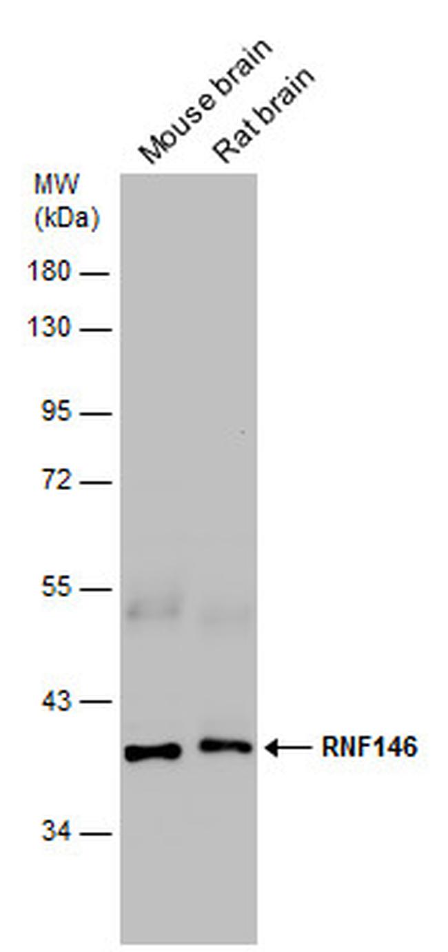 RNF146 Antibody in Western Blot (WB)