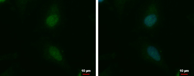 NKAP Antibody in Immunocytochemistry (ICC/IF)