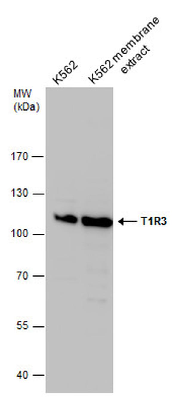 TAS1R3 Antibody in Western Blot (WB)