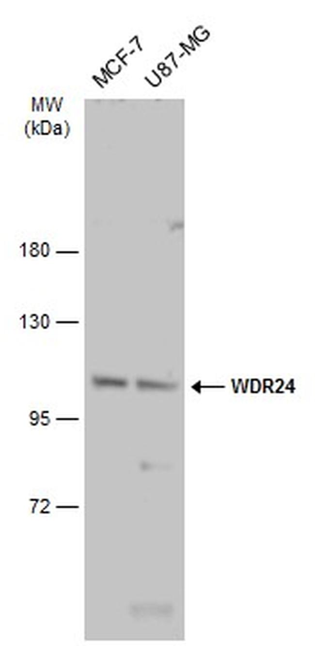 WDR24 Antibody in Western Blot (WB)