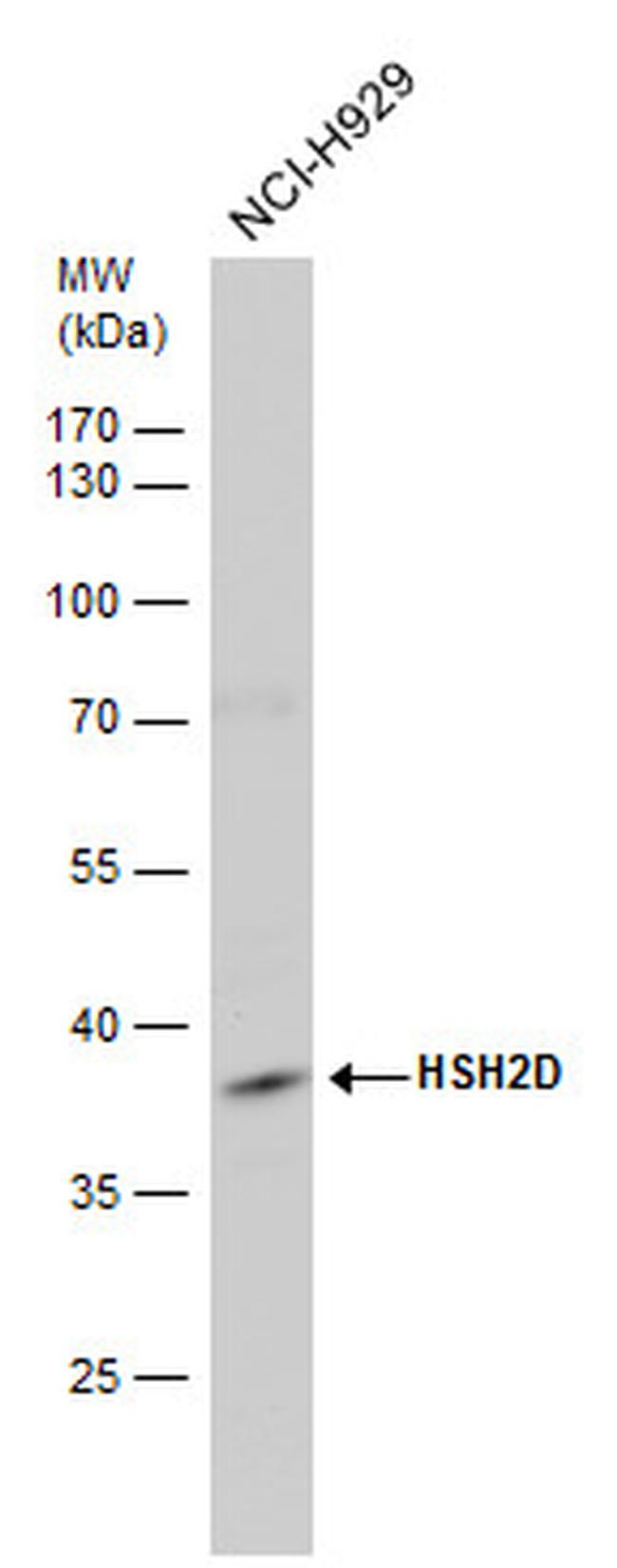 HSH2D Antibody in Western Blot (WB)