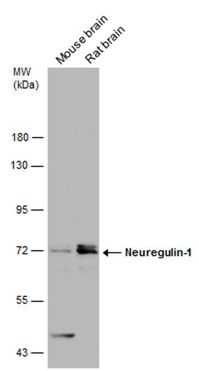 NRG1 Antibody in Western Blot (WB)