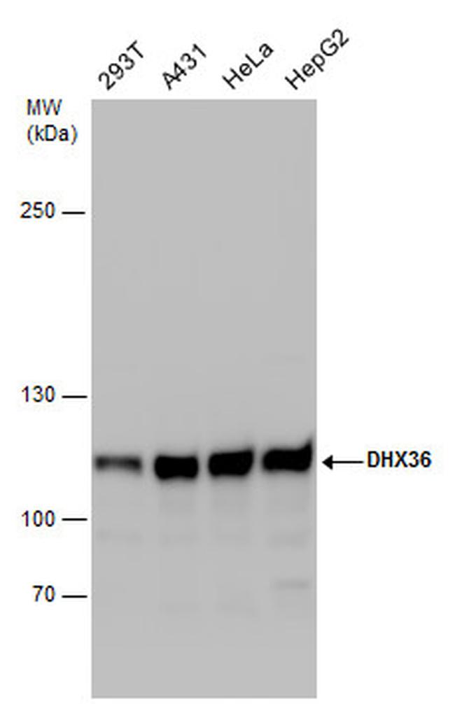 DHX36 Antibody in Western Blot (WB)