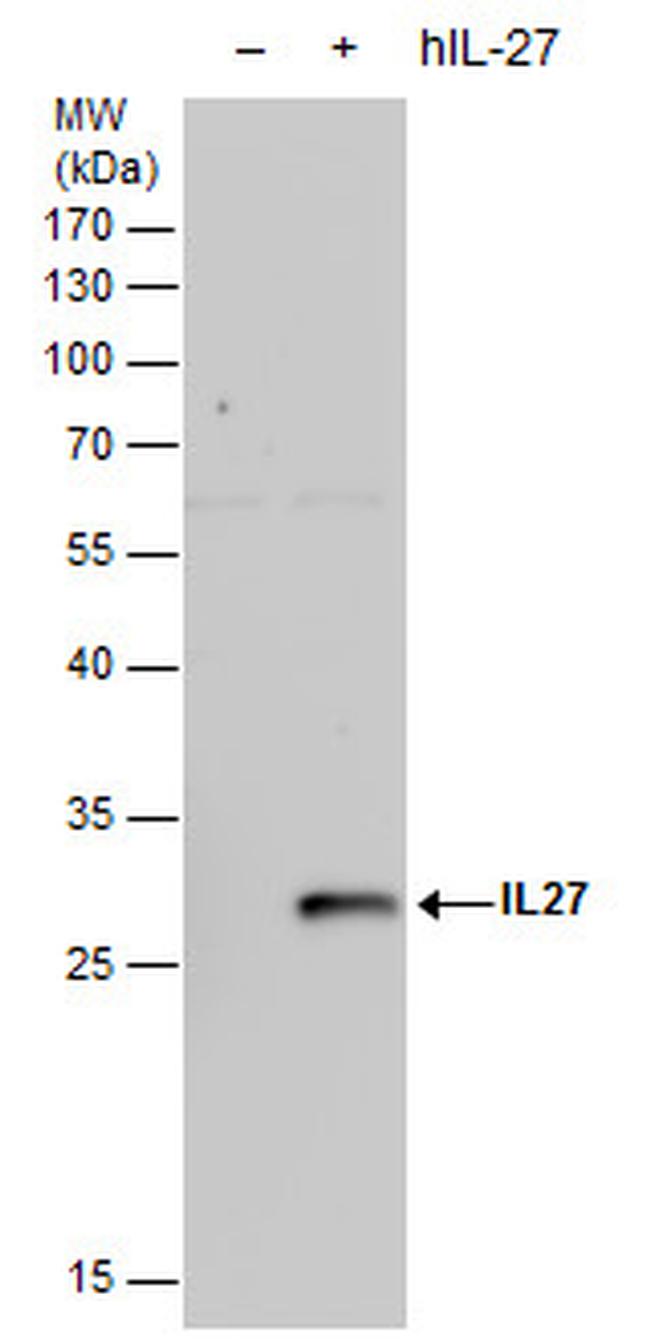 IL-27 p28 Antibody in Western Blot (WB)