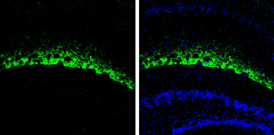 HCN1 Antibody in Immunohistochemistry (Frozen) (IHC (F))