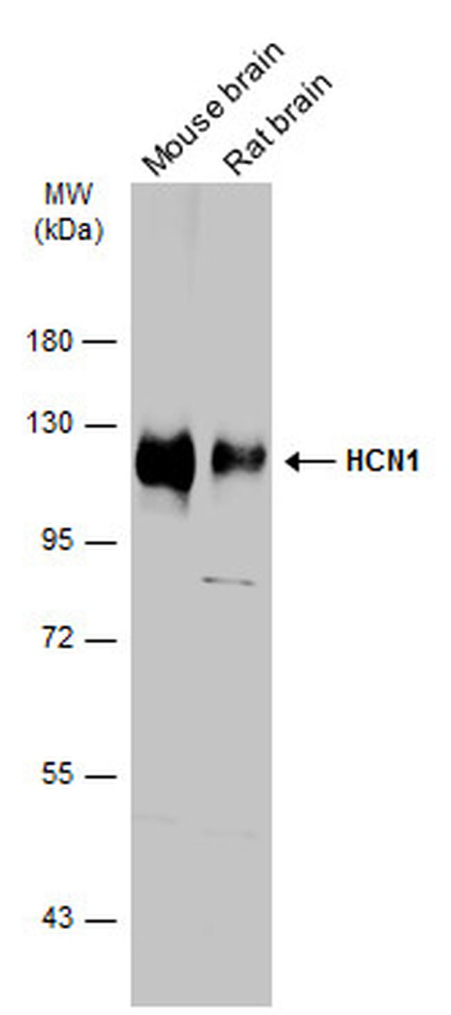 HCN1 Antibody in Western Blot (WB)