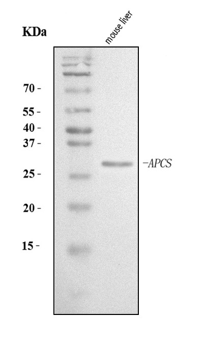 Serum Amyloid P Antibody in Western Blot (WB)