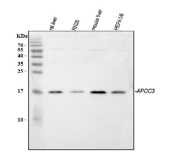 ApoC3 Antibody in Western Blot (WB)