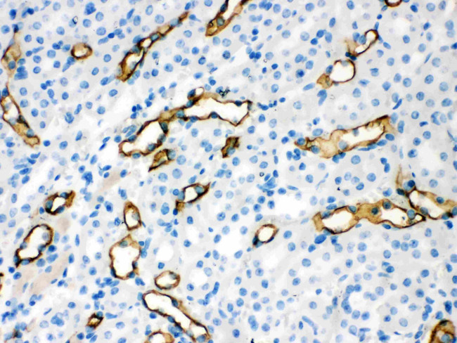 Aquaporin 1 Antibody in Immunohistochemistry (Paraffin) (IHC (P))