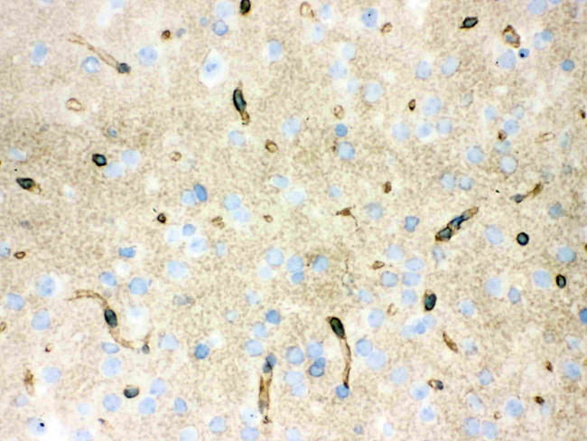 Aquaporin 4 Antibody in Immunohistochemistry (Frozen) (IHC (F))