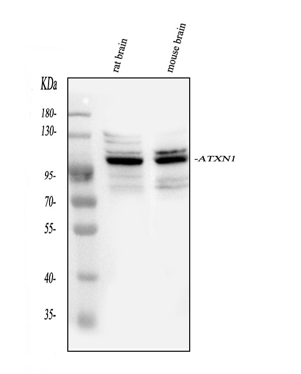 Ataxin 1 Antibody in Western Blot (WB)