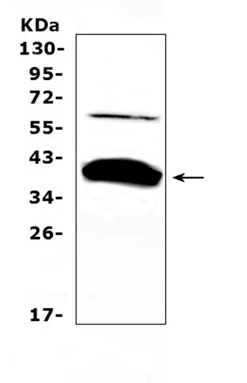 BAG1 Antibody in Western Blot (WB)