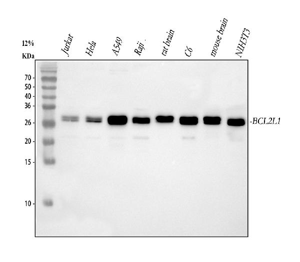 BCL-XL Antibody in Western Blot (WB)