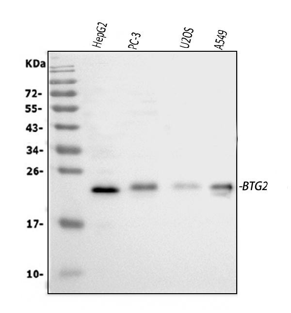 BTG2 Antibody in Western Blot (WB)