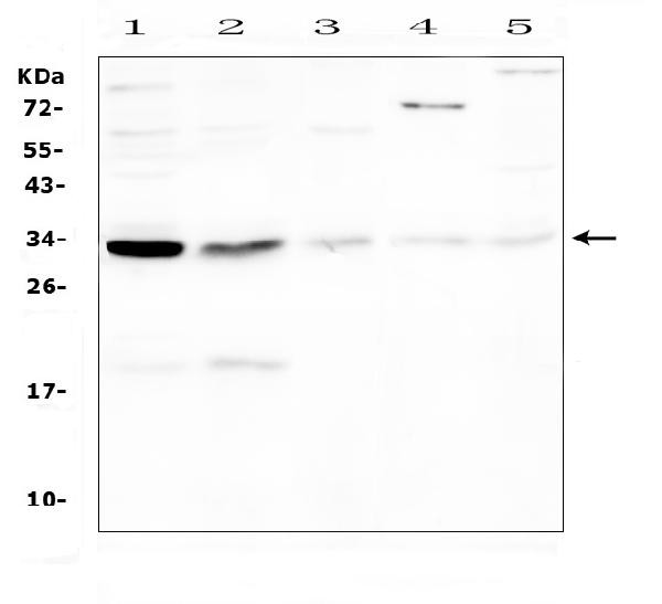 Caspase 3 p17 Antibody in Western Blot (WB)