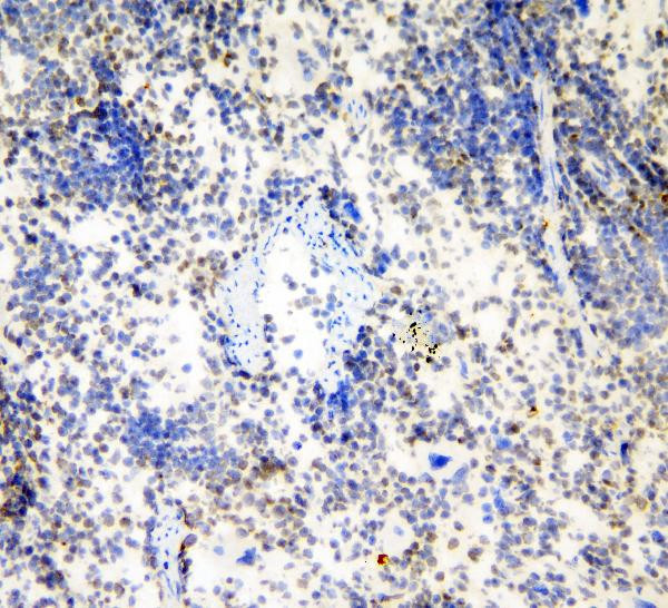 HP1 gamma Antibody in Immunohistochemistry (Frozen) (IHC (F))