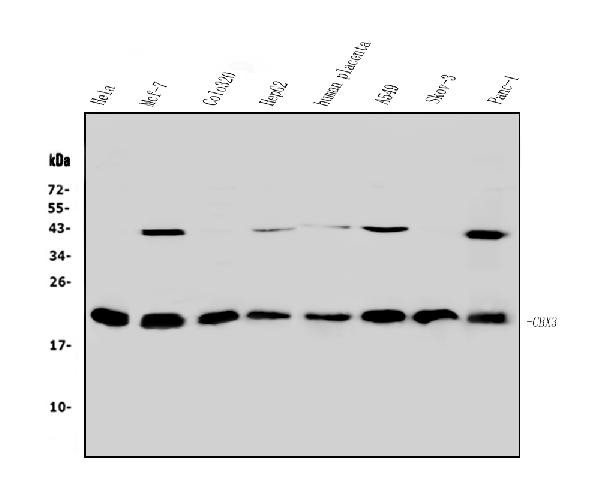 HP1 gamma Antibody in Western Blot (WB)