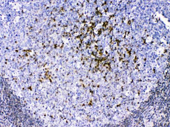 CCS Antibody in Immunohistochemistry (Paraffin) (IHC (P))