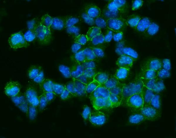 CD9 Antibody in Immunocytochemistry (ICC/IF)