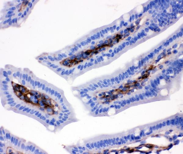 CD9 Antibody in Immunohistochemistry (Paraffin) (IHC (P))