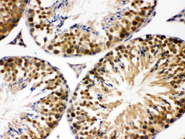 JAB1 Antibody in Immunohistochemistry (Paraffin) (IHC (P))