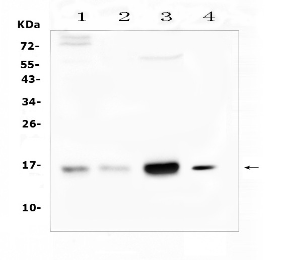 Cystatin C Antibody in Western Blot (WB)