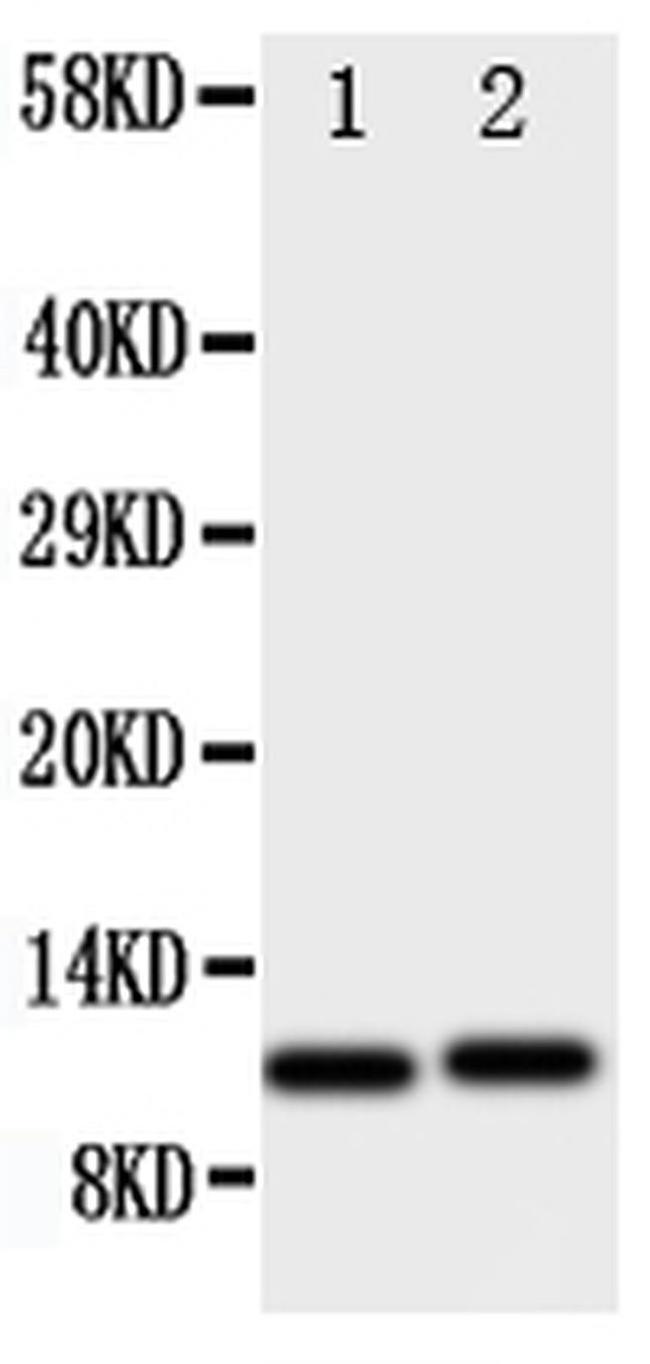 CXCL1 (GRO alpha) Antibody in Western Blot (WB)