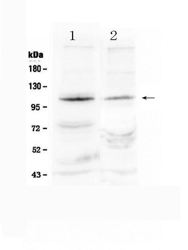 HIF-2 alpha Antibody in Western Blot (WB)