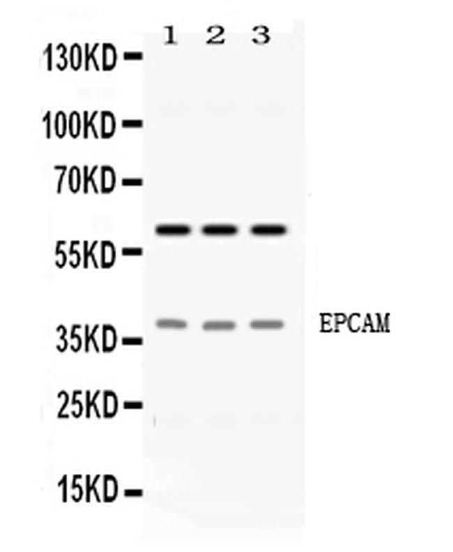 EpCAM (CD326) Antibody in Western Blot (WB)