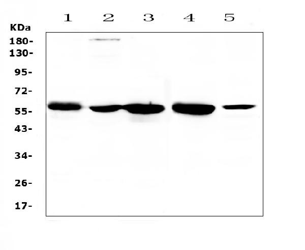 ETV6 Antibody in Western Blot (WB)