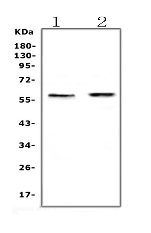 ETV6 Antibody in Western Blot (WB)